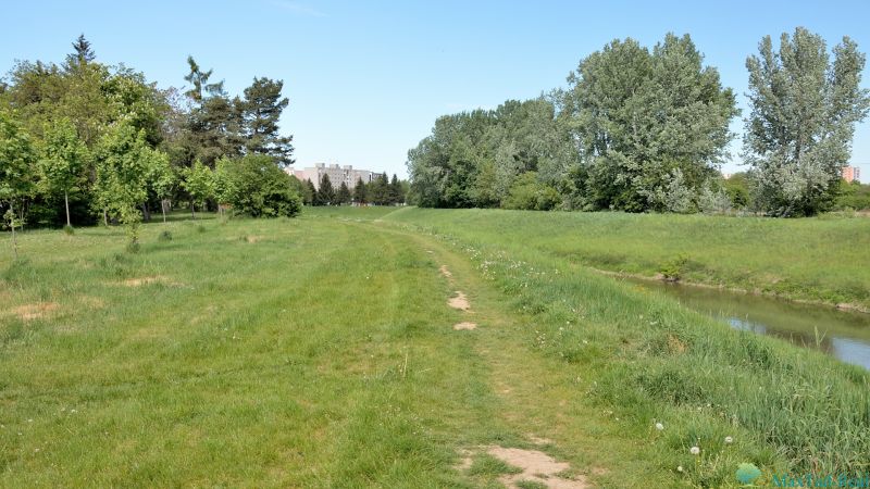 Trávník a stromořadí u řeky na Nábřeží J. M. Hurbana v Michalovcích.