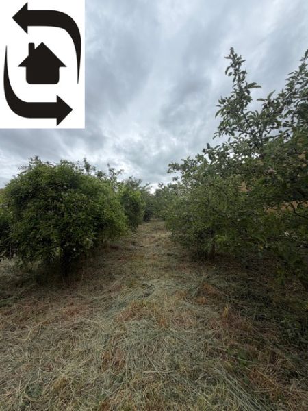 Ovocnářská zahrada v Jarovcích (Pozemky - bydlení), pokrytá posekanou trávou pod zamračenou oblohou.