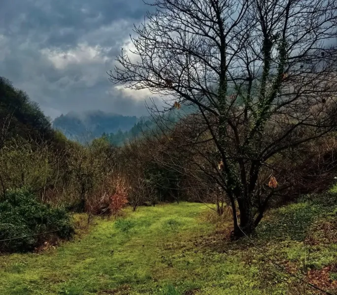 Zelená louka s holým stromem v zemědělských a lesních pozemcích Závady, pod zamračenou oblohou.