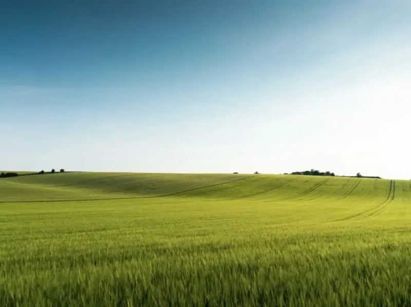 Zelená pole a jemné kopce v zemědělských a lesních pozemcích u Medzan.