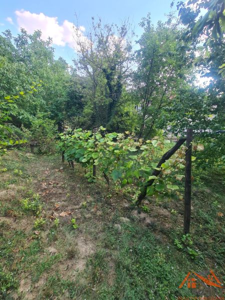 Zahrada rodinného domu ve Svodíně s vinicí a zelenými stromy.