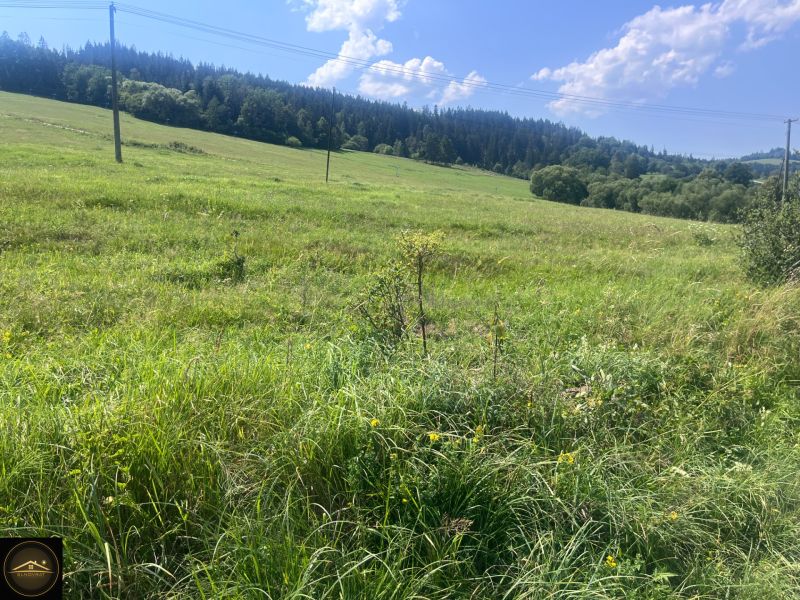 Travnaté pozemky na bydlení v Olešné s lesním pozadím a elektrickými sloupy.