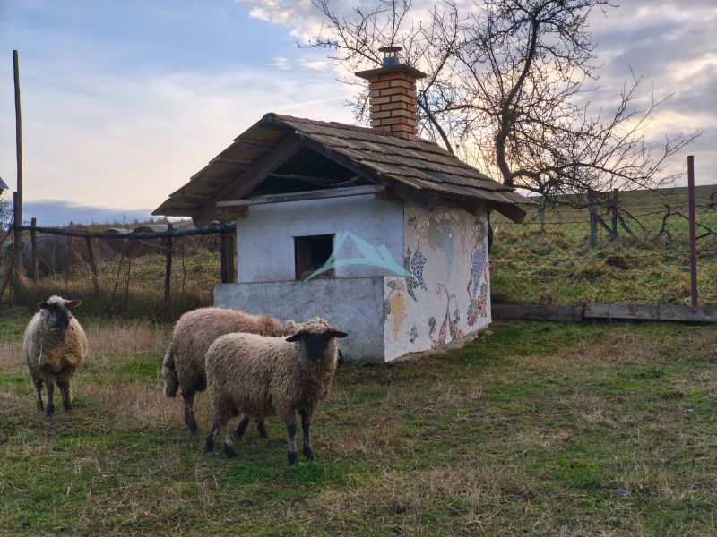 Tři ovce u malé stavby s dekorativní stěnou, Dolní Strehová, Prieloh, rodinný dům.