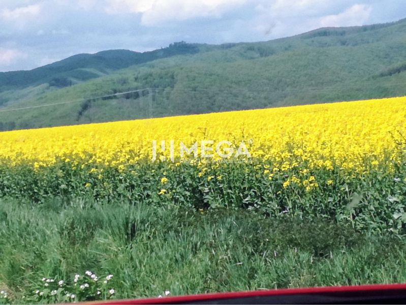 Kvetoucí pole na zemědělských a lesních pozemcích v Kamenici nad Cirochou s kopcovitým horizontem.