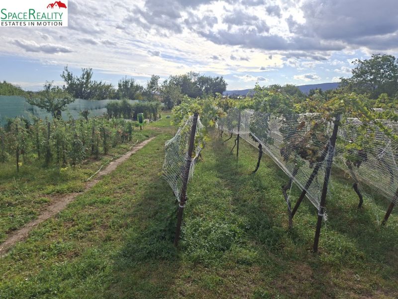 Vinice v obci Viničné na Hlavní ulici, určená k bydlení.